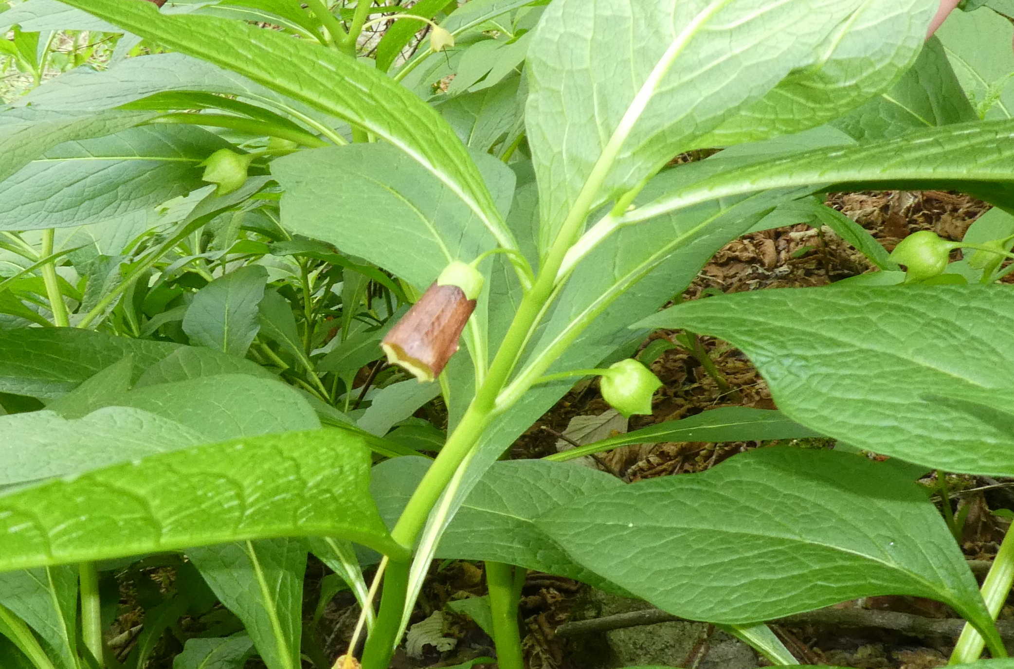 Scopolia carniolica / Scopolia della Carniola